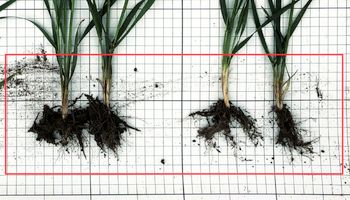 Biostardiga töödeldud variandi taimedel (vasakul) juurekava tihedam ning muld juurtega paremini seotud.